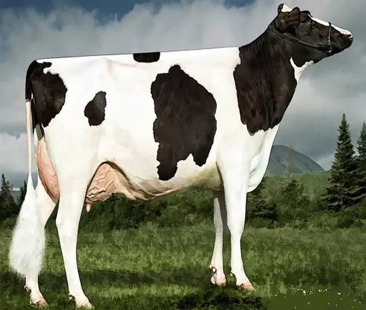 مقاله تشخیص به موقع فحلی و آبستنی در گاوهای شیری