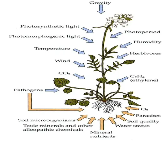 پاورپوینت نقش اتیلن در سیگنال دهی و پاسخ به تنش های زیستی