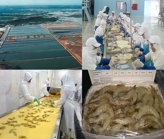 پاورپوینت فرآیند مولد سازی و تکثیر میگوی عاری از بیماری SPF