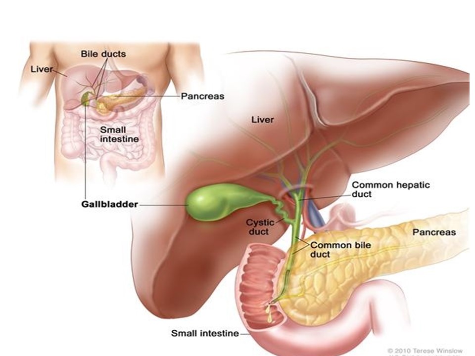 پاورپوینت جامع اختلالات و عملکرد کبد