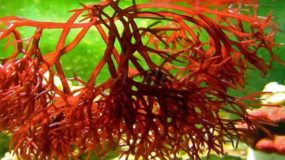 پاورپوینت جلبک ها