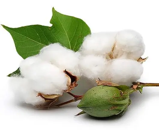 دانلود پاورپوینت کشت و تولید پنبه در ایران و جهان