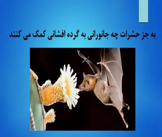 پاورپوینت گرده افشانی در طبیعت بدون حضور حشرات