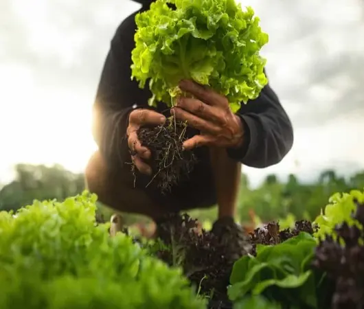 پاورپوینت تأثیر گرمایش جهانی بر بهره وری کشاورزی پایدار