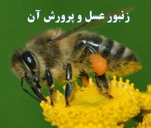 پاورپوینت راهنمای جامع پرورش و نگهداری زنبور عسل