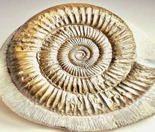 دانلود تحقیق در مورد فسیل صدف