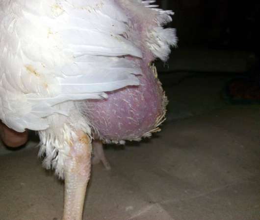 پاورپوینت آسیت و عوارض آن در طیور