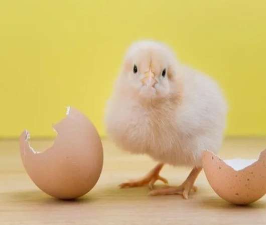 پاورپوینت بهداشت ایستگاه های جوجه کشی