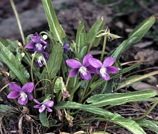 دانلود پاورپوینت زیر رده دیلنیده (DILLENIIDAE)