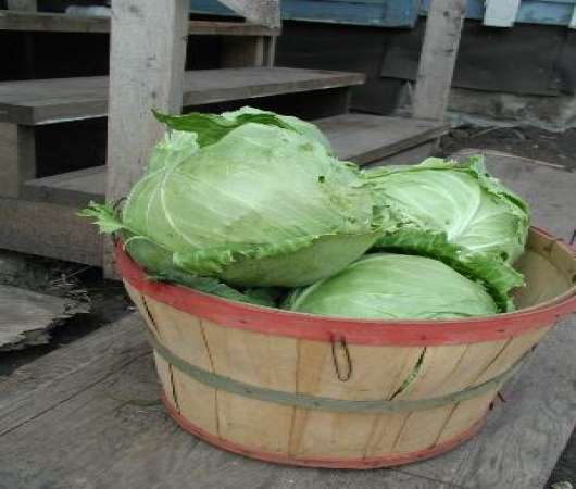 دانلود مقاله درباره کلم پیچ Cabbage